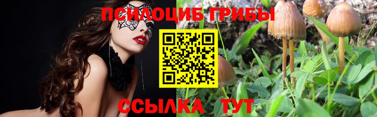 Псилоцибиновые грибы мицелий Дальнереченск
